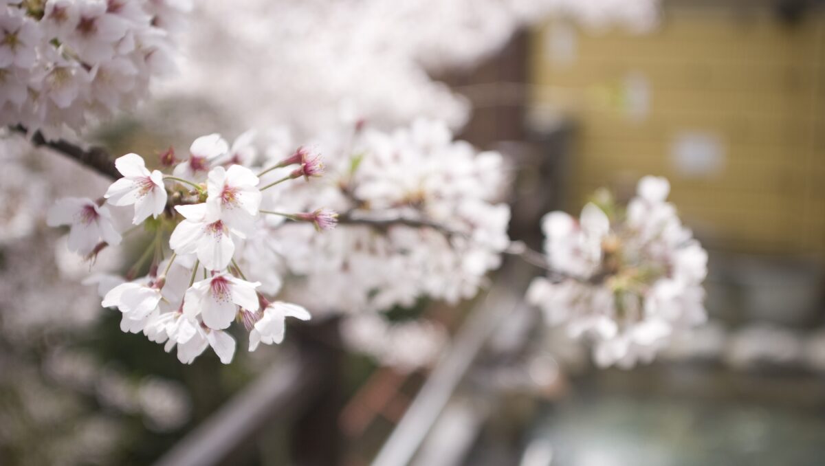 温泉の桜