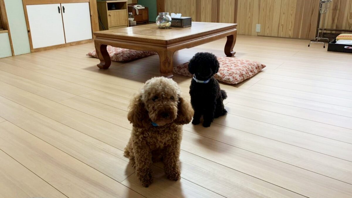 白川郷平瀬温泉 お宿 湯の里 photo