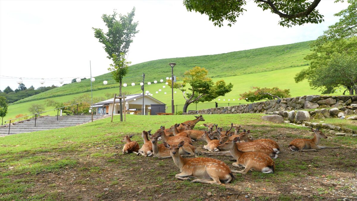 古都の宿 むさし野 photo