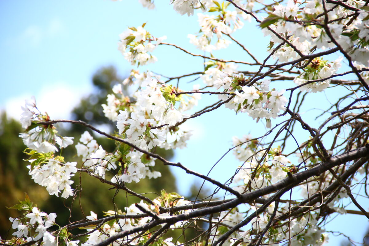 お城の民宿 花ぐるま photo