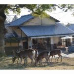 Ｍｏｕｎｔａｉｎ Ｈｏｍｅ Ｌｏｄｇｅ ｉｎ Ｄｅｅｒ Ｐａｒｋ