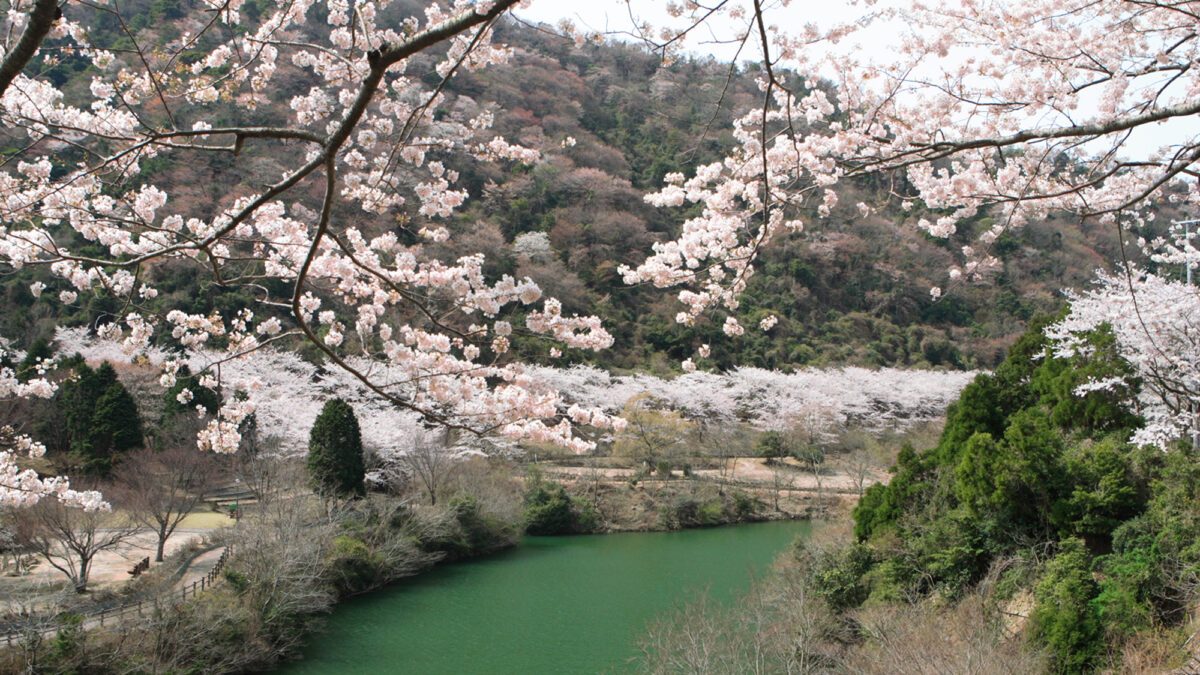 洲本溫泉 海の飯店 島花 / Sumoto Onsen Umi no Hotel Shimahana photo