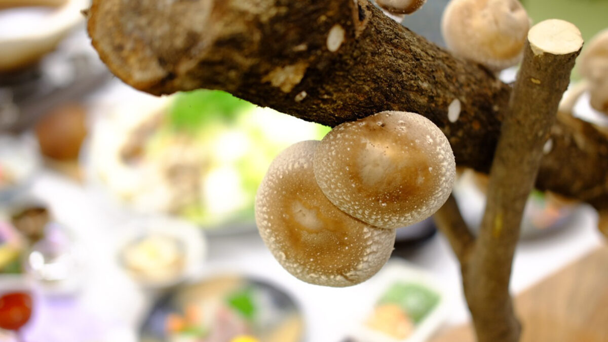 景勝の宿 芳雲館 photo