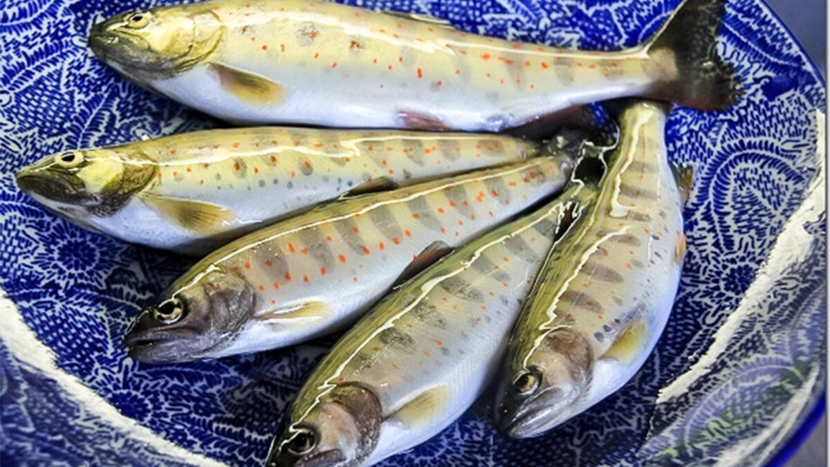 野迫川温泉 ホテルのせ川 photo