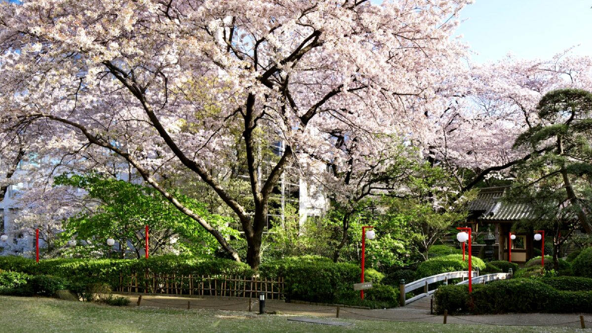 春の日本庭園