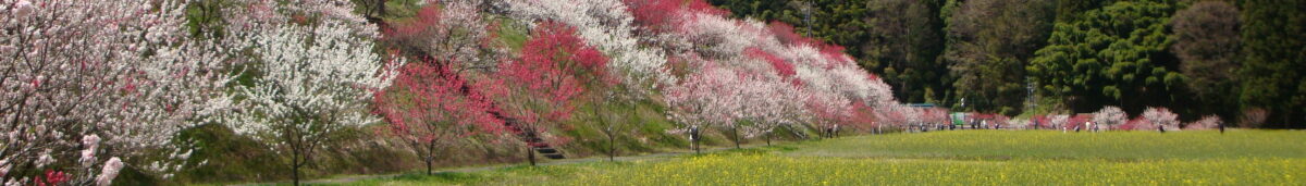 花桃の里（月川温泉郷）