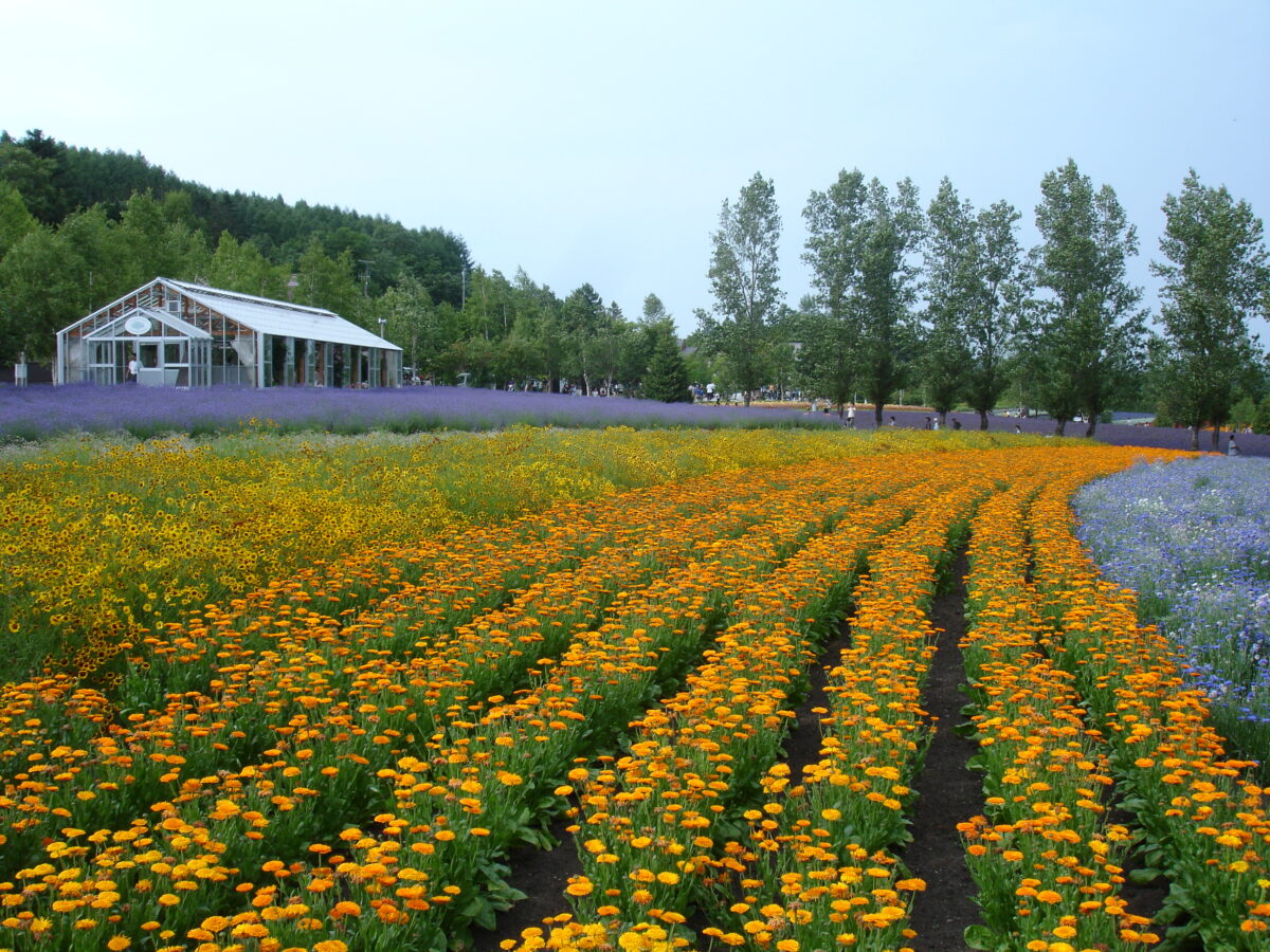 ファーム富田