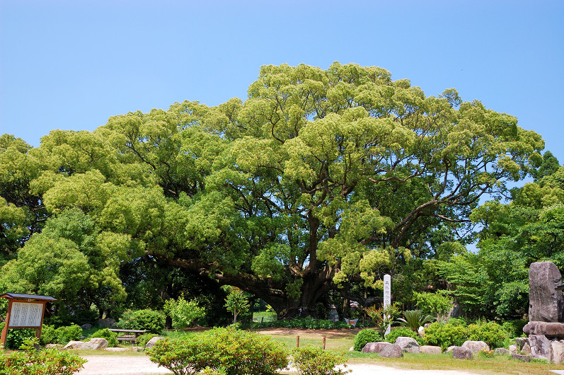 川棚のクスの森