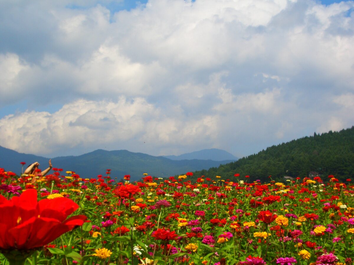 山中湖 花の都公園