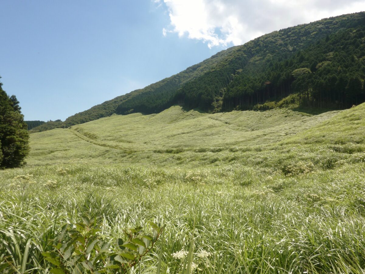 仙石原すすき草原