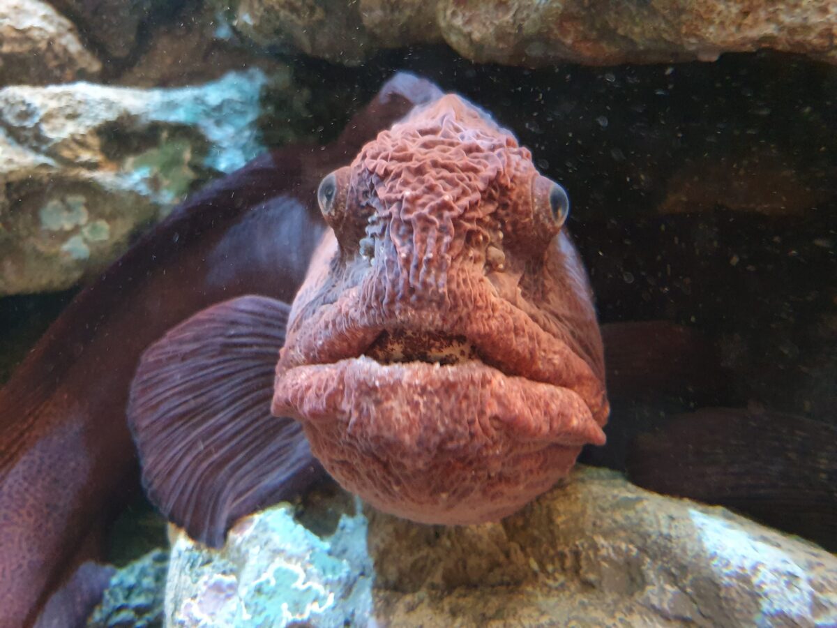 しながわ水族館