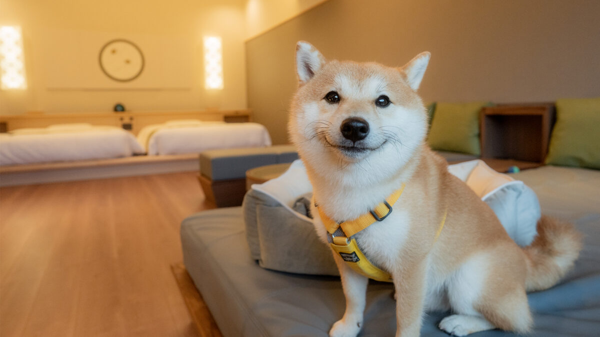 嬉野 八十八 photo