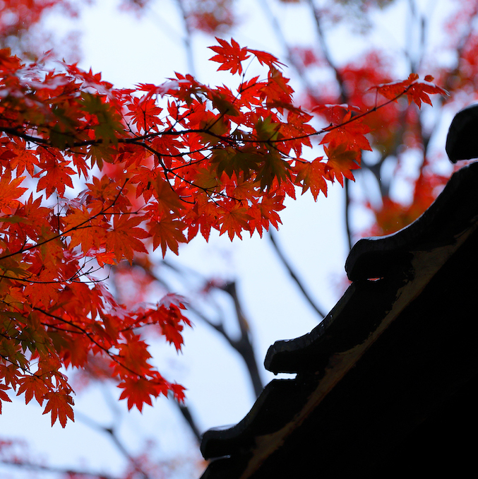 四季の宿みちのく庵 / Michinokuan photo