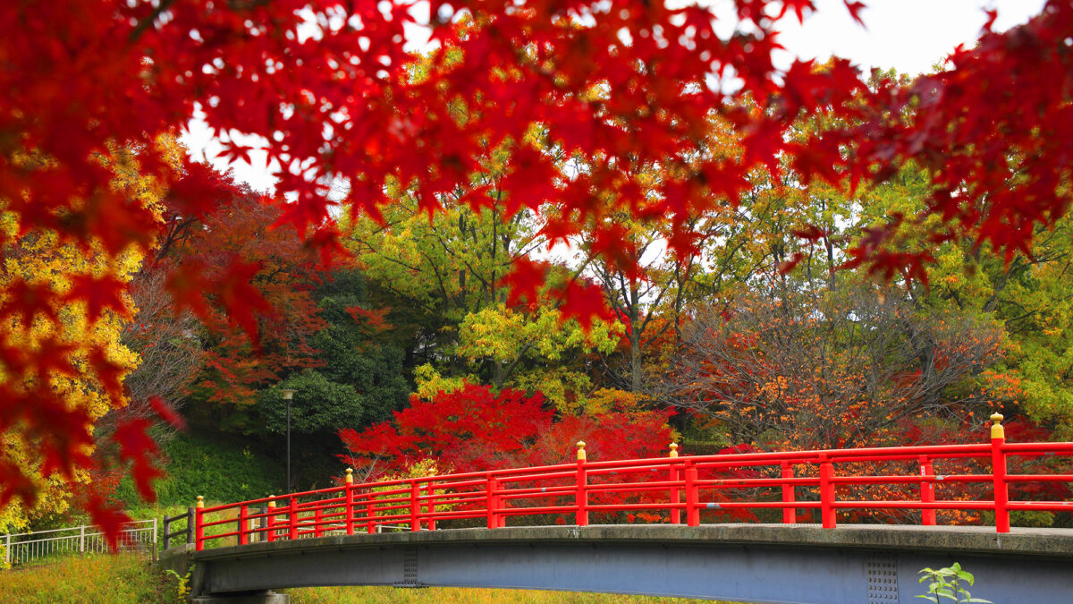 門前宿 和空法隆寺 photo