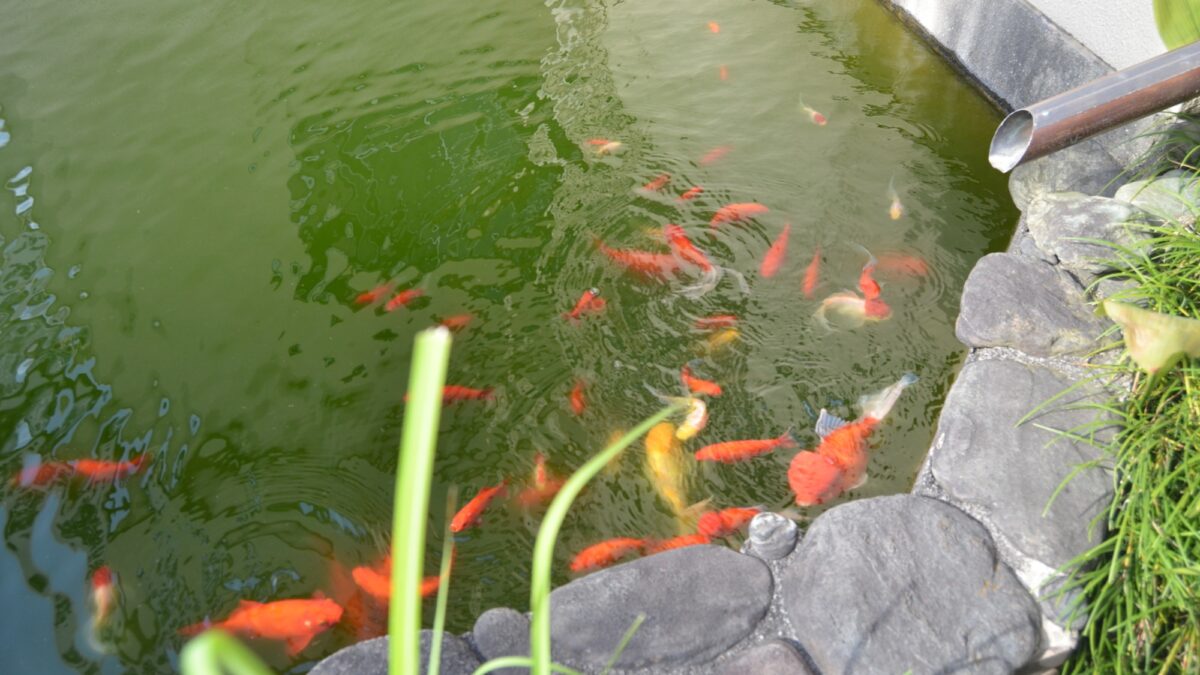 白地温泉 小西旅館 photo