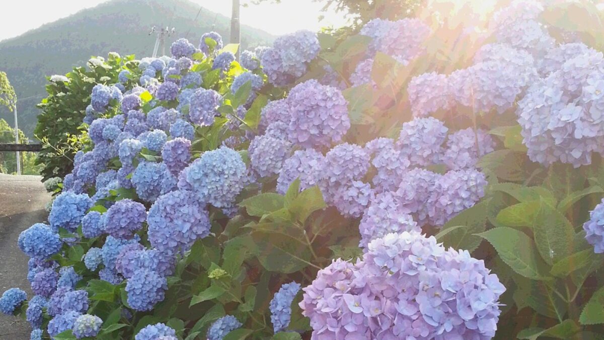 もみじ川温泉 photo