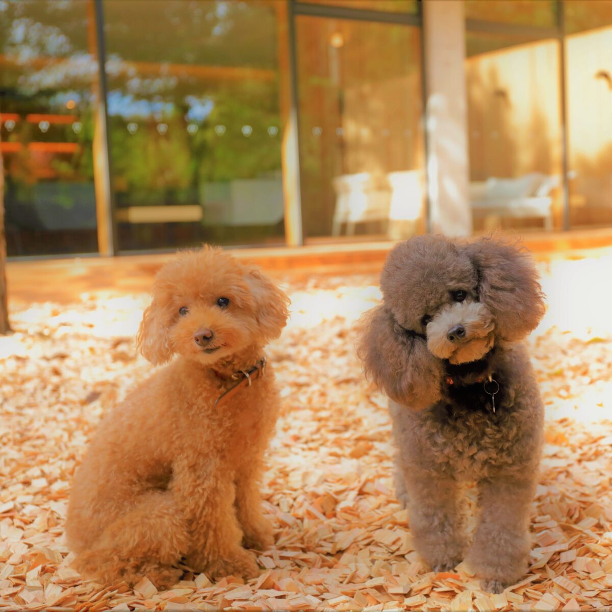 レジーナリゾート旧軽井沢｜愛犬2頭無料・客室ドッグラン・懐石 photo