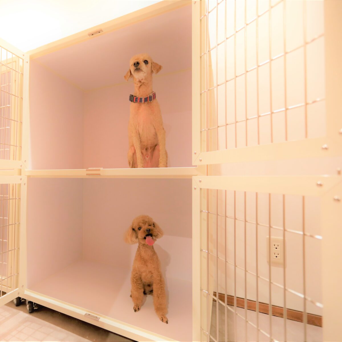 レジーナリゾート旧軽井沢｜愛犬2頭無料・客室ドッグラン・懐石 photo