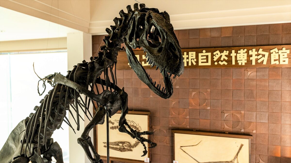 奥出雲多根自然博物館 photo
