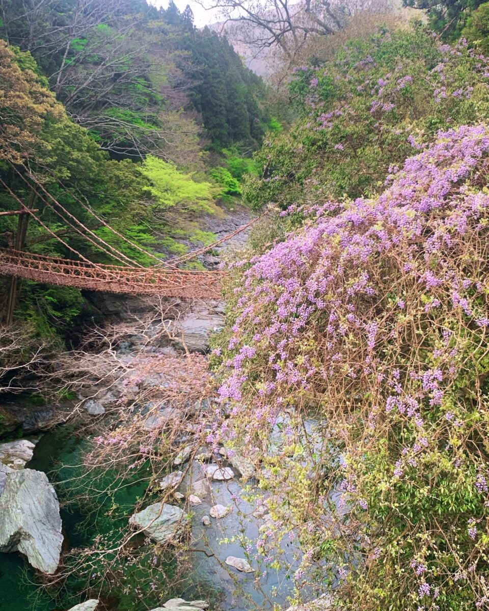祖谷観光旅館 photo