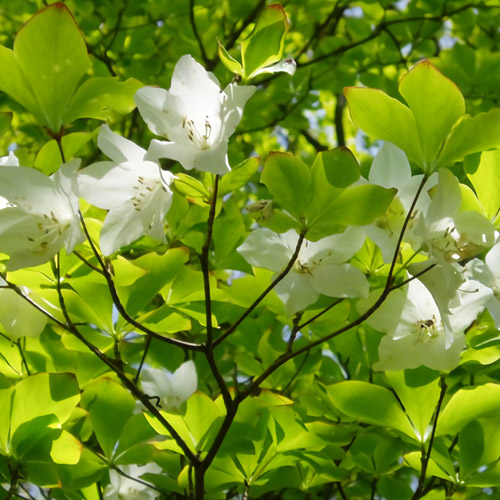 那須温泉 グランドホテル愛寿 photo