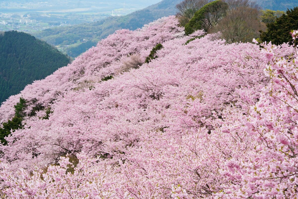 ＰＡＹＳＡＧＥ ＭＯＲＩＧＵＣＨＩ（ペイサージュモリグチ） photo
