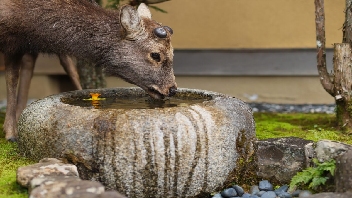 古都の宿 むさし野 photo