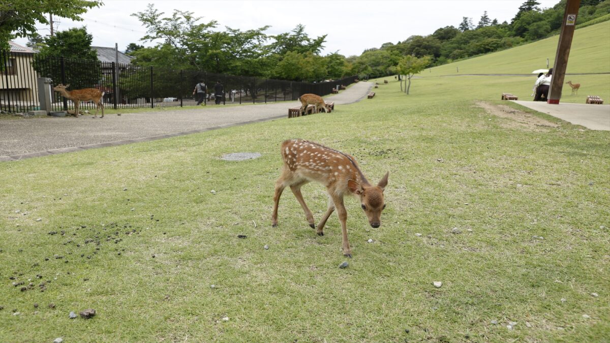 古都の宿 むさし野 photo