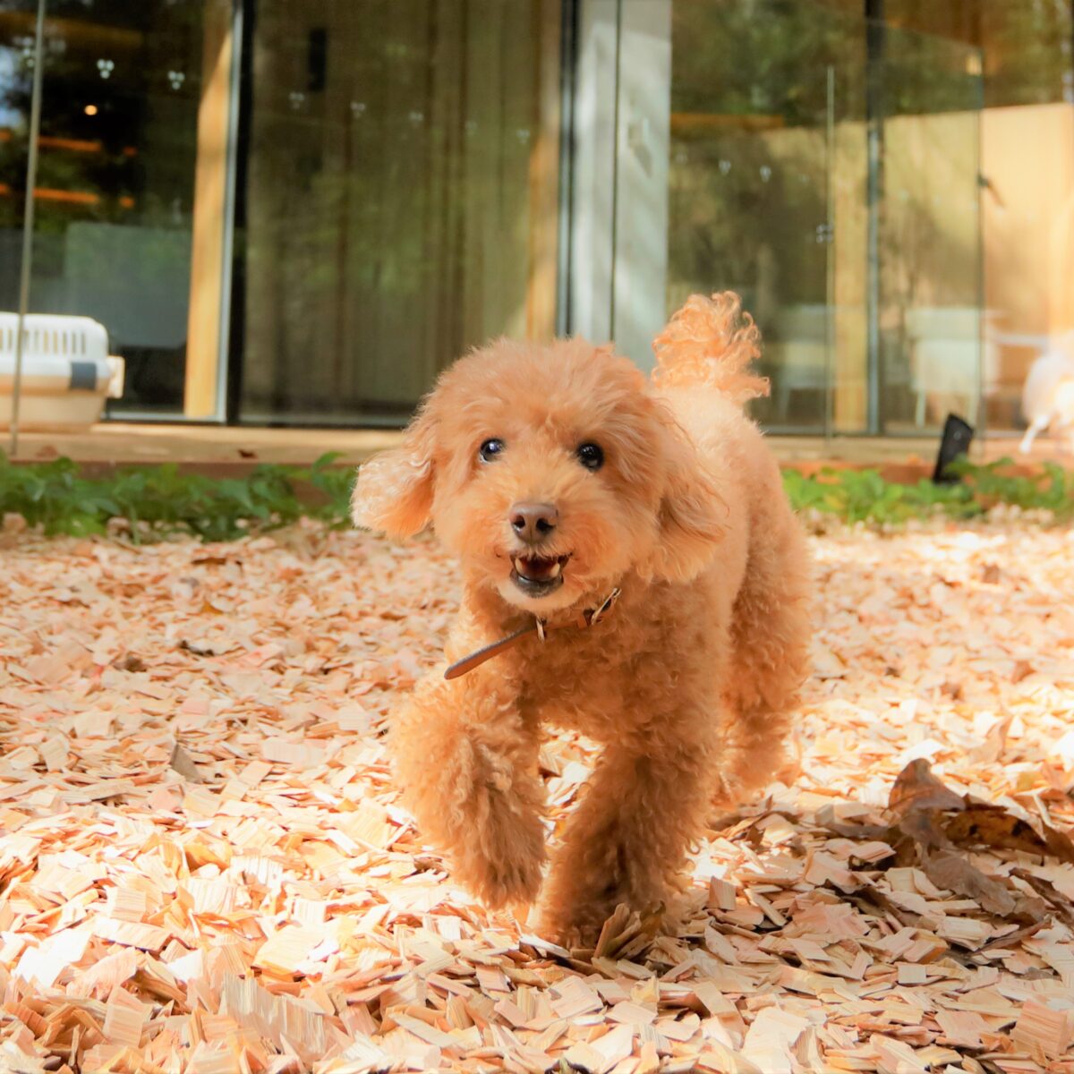 レジーナリゾート旧軽井沢｜愛犬2頭無料・客室ドッグラン・懐石 photo