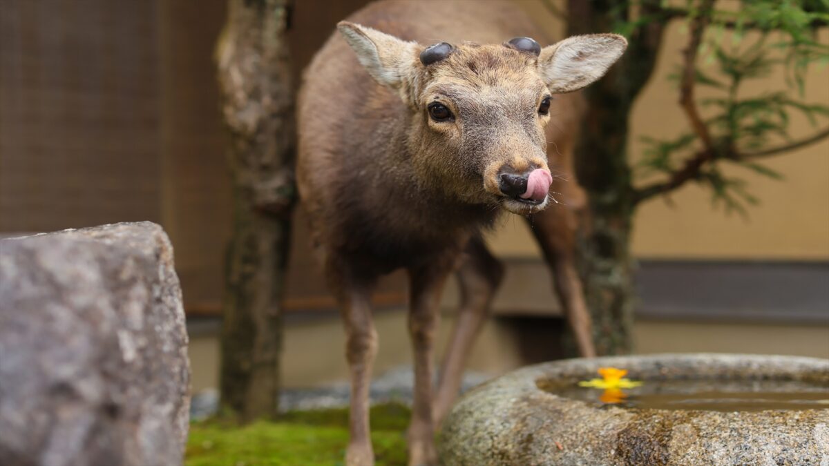 古都の宿 むさし野 photo