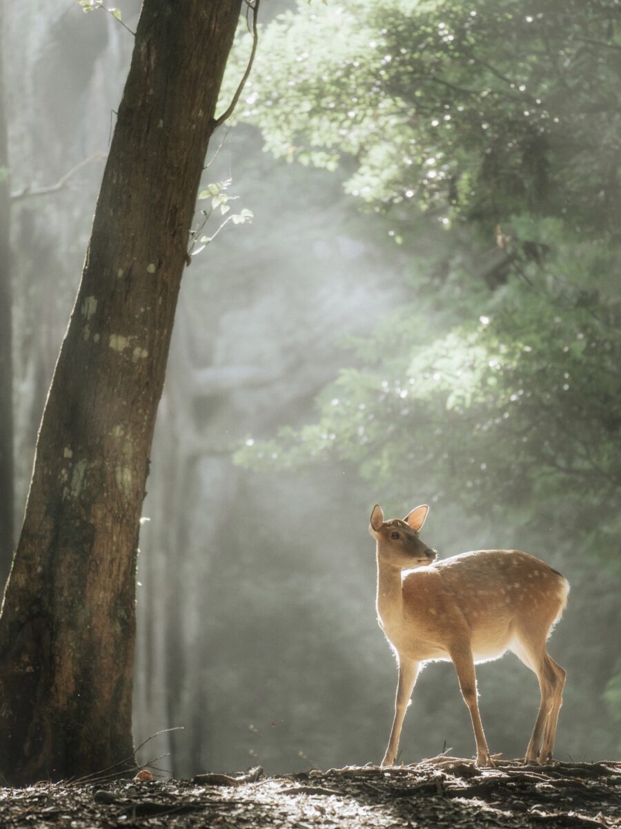 古都の宿 むさし野 photo
