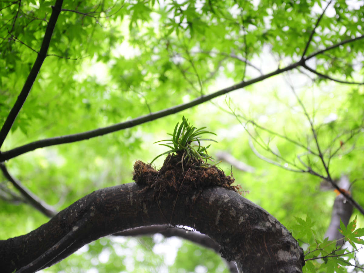 祖谷の宿 かずらや photo