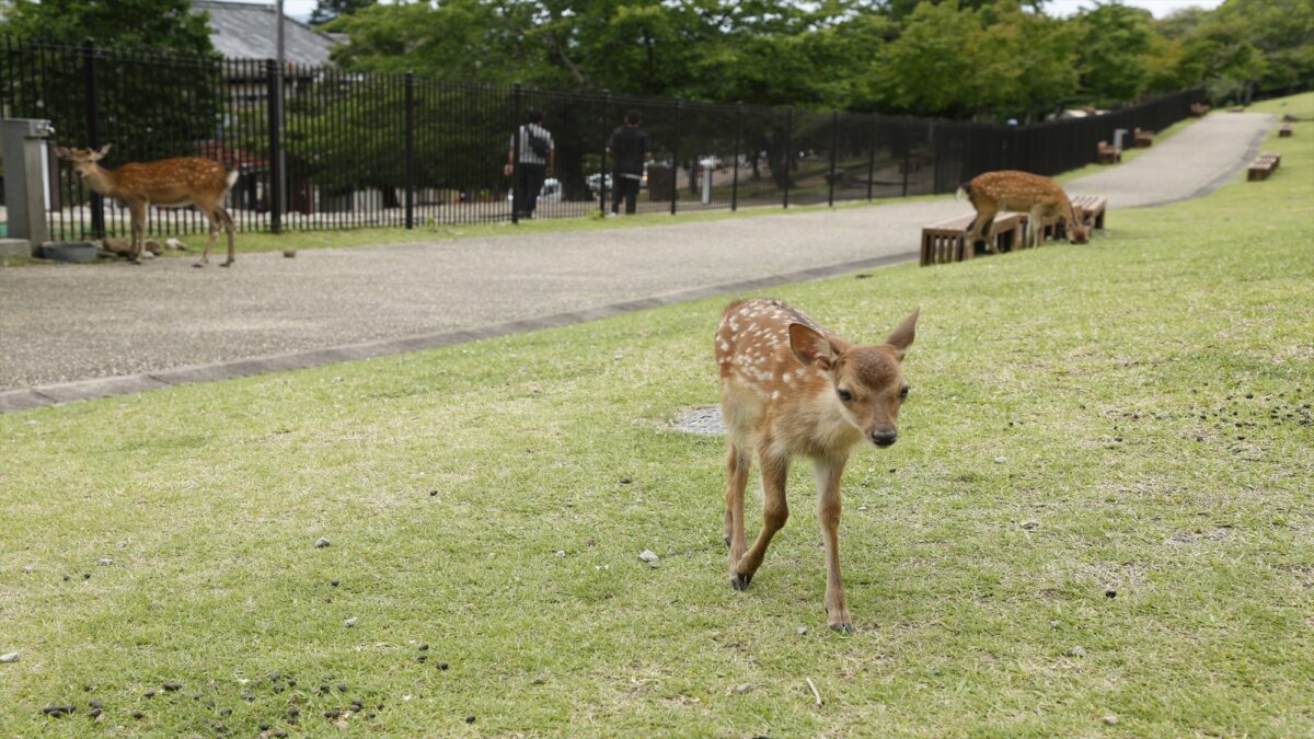 古都の宿 むさし野 photo