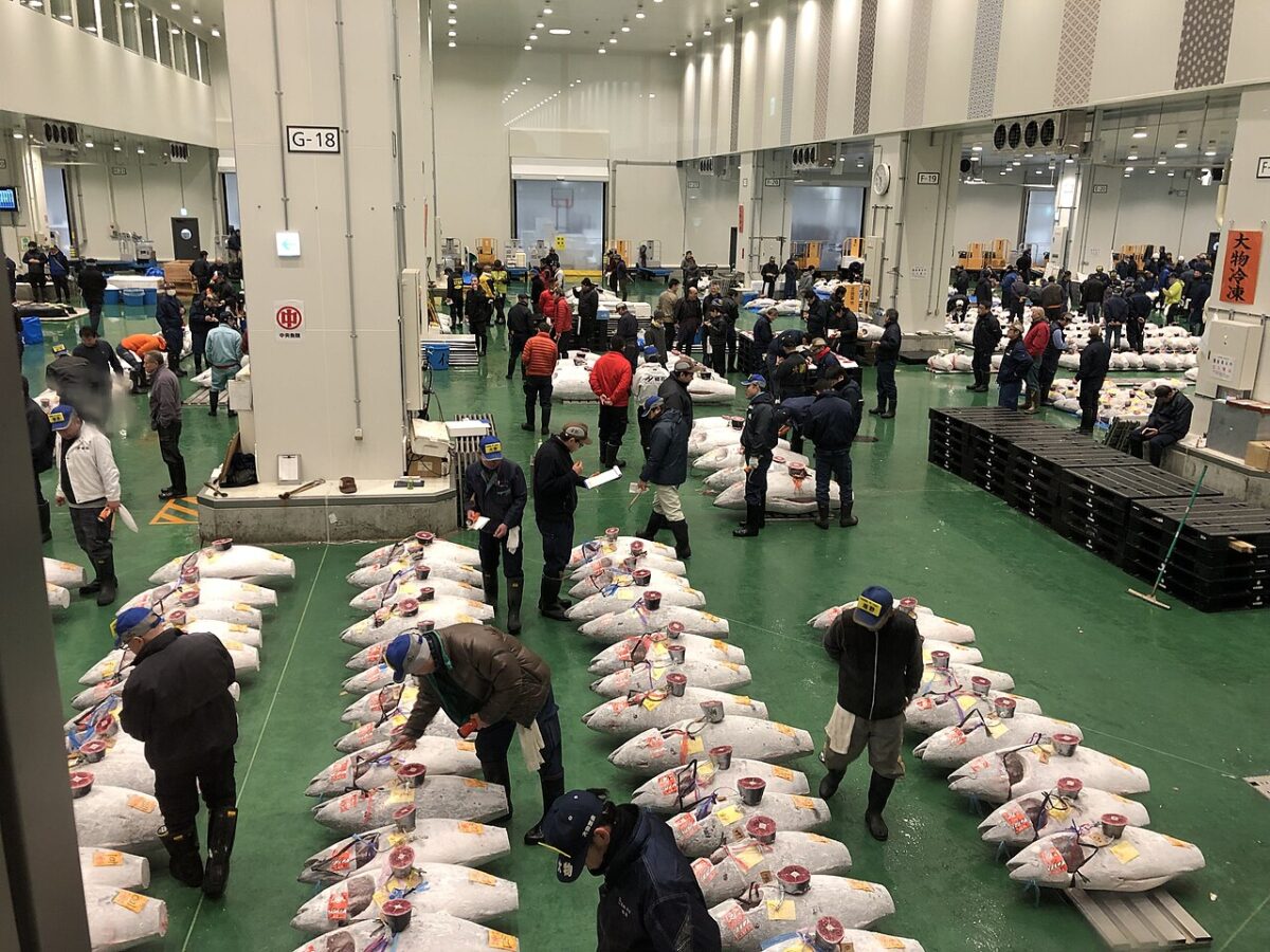 從見學甲板俯瞰豐洲市場冷凍鮪魚競價現場