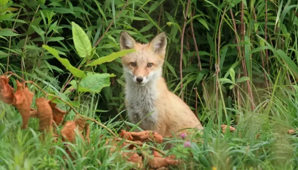 ロッジ「狩人（マタンキクル）の森」 photo