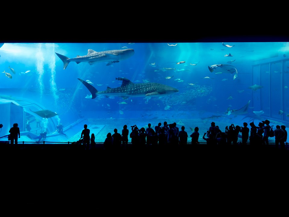 美ら海水族館