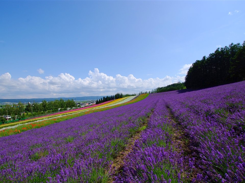ファーム富田