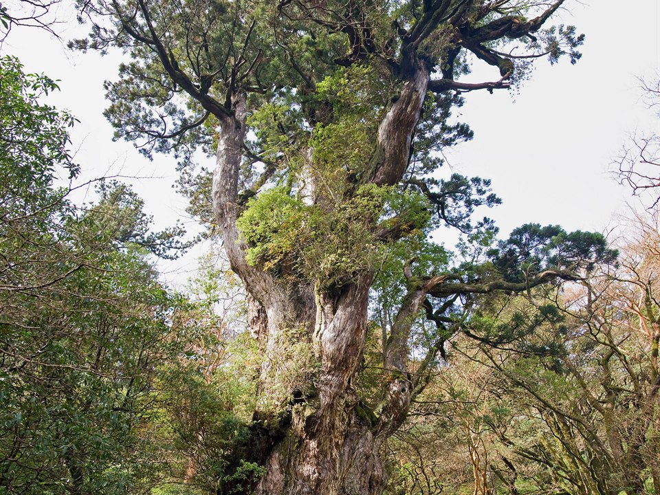 縄文杉