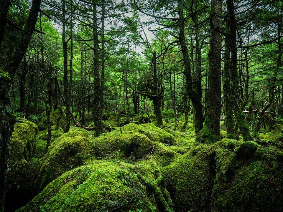 白駒池
